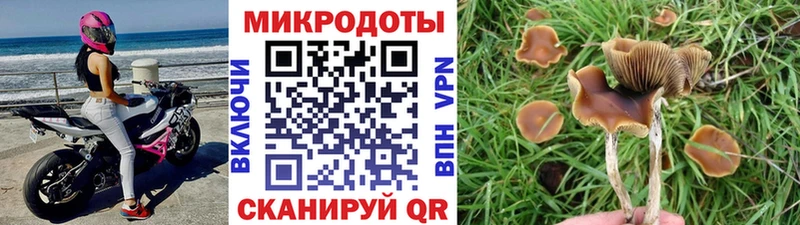 Купить где  Котовск  Псилоцибиновые грибы Psilocybine cubensis 